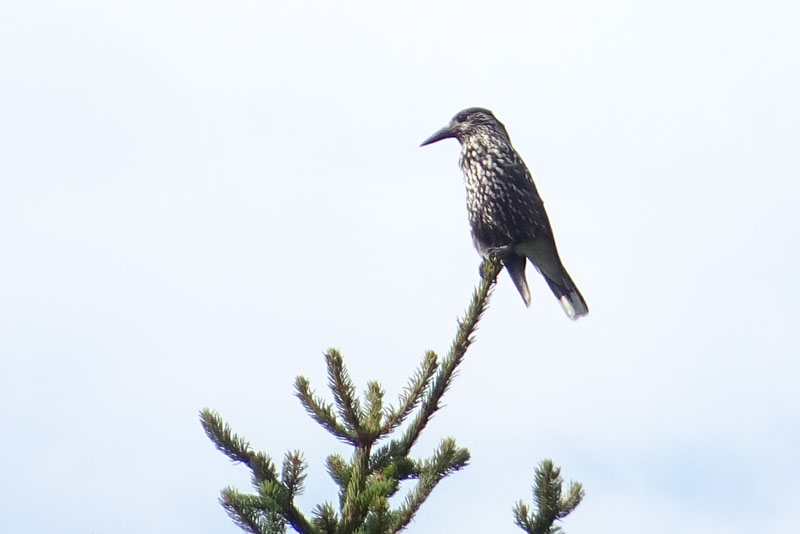 Nucifraga caryocatactes - Corvidae